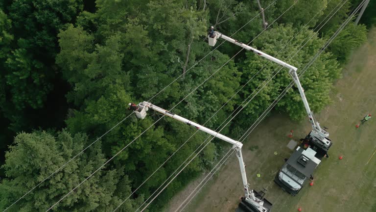 How Our Tree Care Process Works  in  Horseheads North, NY